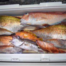 渡船屋たにぐち 釣果