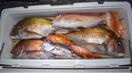 渡船屋たにぐち 釣果