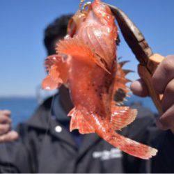 渡船屋たにぐち 釣果