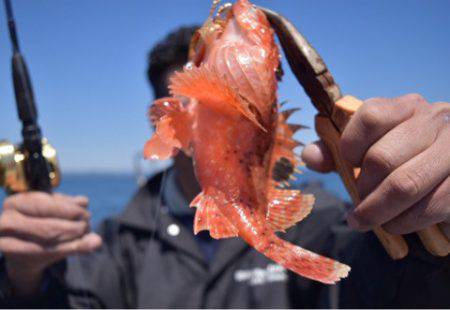 渡船屋たにぐち 釣果