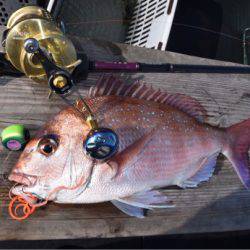 渡船屋たにぐち 釣果