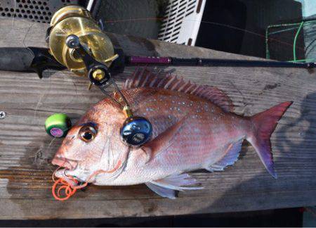 渡船屋たにぐち 釣果