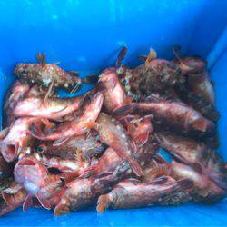 ヤザワ渡船 釣果