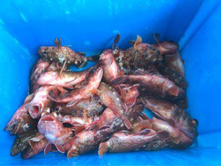 ヤザワ渡船 釣果