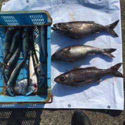 ＴＡＲＯＭＡＲＵ 釣果