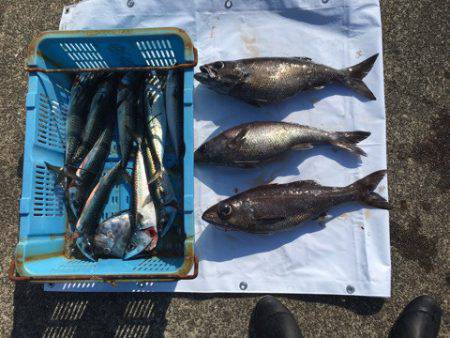 ＴＡＲＯＭＡＲＵ 釣果