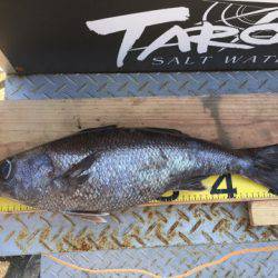 ＴＡＲＯＭＡＲＵ 釣果