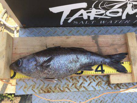 ＴＡＲＯＭＡＲＵ 釣果