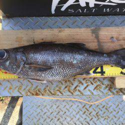 ＴＡＲＯＭＡＲＵ 釣果