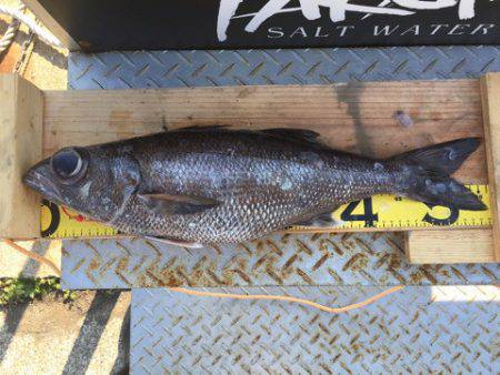 ＴＡＲＯＭＡＲＵ 釣果