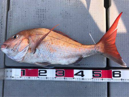 釣鯛洋 釣果