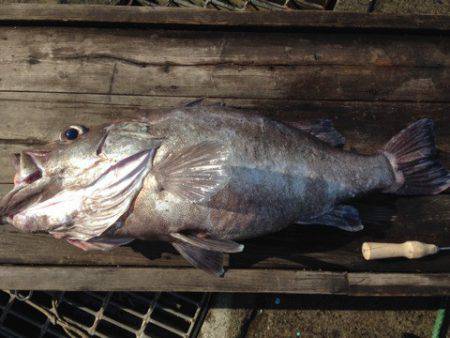 晃山丸 釣果