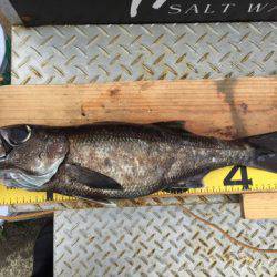 ＴＡＲＯＭＡＲＵ 釣果