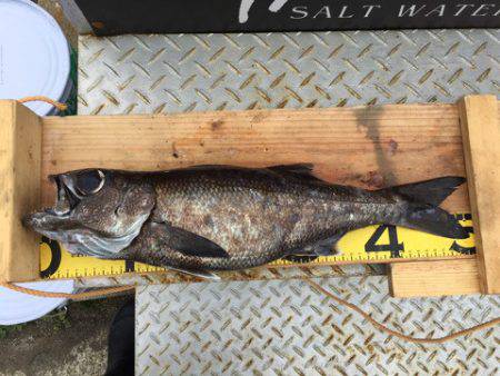 ＴＡＲＯＭＡＲＵ 釣果