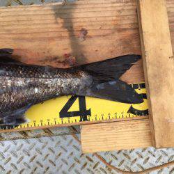 ＴＡＲＯＭＡＲＵ 釣果