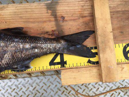 ＴＡＲＯＭＡＲＵ 釣果