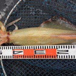 第二龍勢丸 釣果