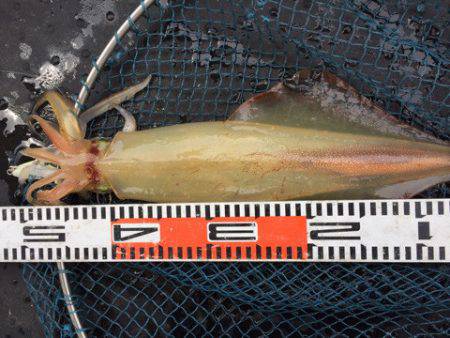 第二龍勢丸 釣果