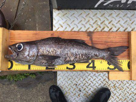 ＴＡＲＯＭＡＲＵ 釣果