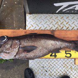 ＴＡＲＯＭＡＲＵ 釣果