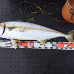 第二龍勢丸 釣果