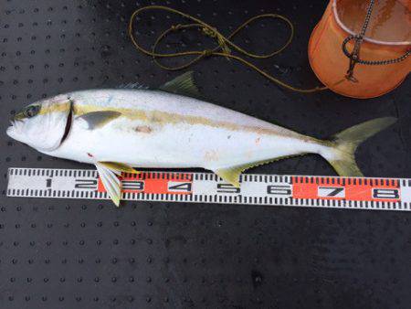 第二龍勢丸 釣果