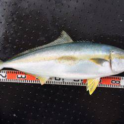 第二龍勢丸 釣果