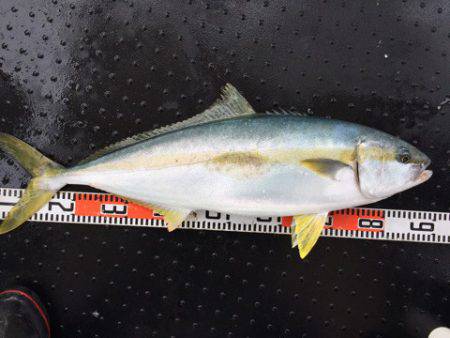 第二龍勢丸 釣果