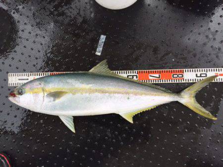 第二龍勢丸 釣果