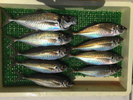 Ｖ−７ West 釣果