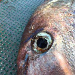 ＴＡＲＯＭＡＲＵ 釣果