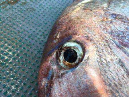 ＴＡＲＯＭＡＲＵ 釣果