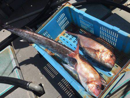 ＴＡＲＯＭＡＲＵ 釣果