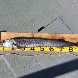 ＴＡＲＯＭＡＲＵ 釣果