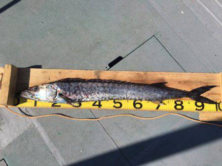 ＴＡＲＯＭＡＲＵ 釣果