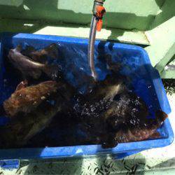 ヤザワ渡船 釣果