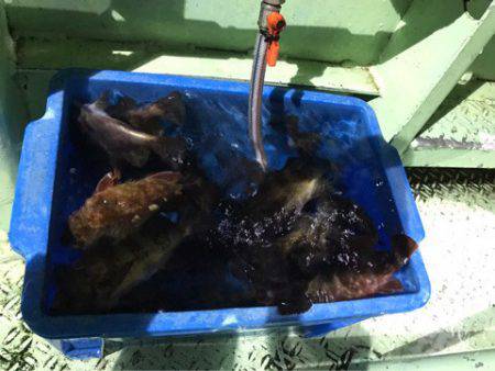 ヤザワ渡船 釣果