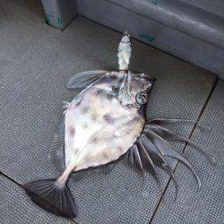 ＴＡＲＯＭＡＲＵ 釣果