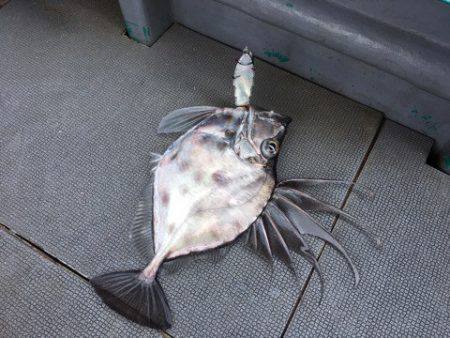 ＴＡＲＯＭＡＲＵ 釣果