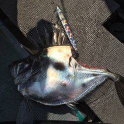 ＴＡＲＯＭＡＲＵ 釣果