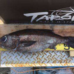 ＴＡＲＯＭＡＲＵ 釣果