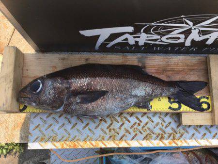 ＴＡＲＯＭＡＲＵ 釣果