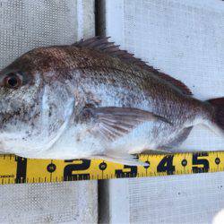 龍神丸（鹿児島） 釣果