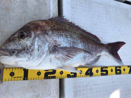 龍神丸（鹿児島） 釣果
