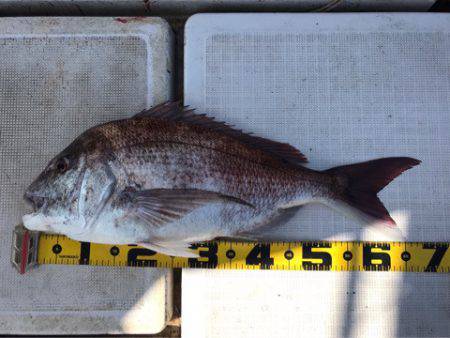 龍神丸（鹿児島） 釣果