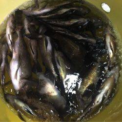 Ｖ−７ West 釣果