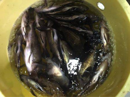 Ｖ−７ West 釣果