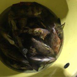 Ｖ−７ West 釣果