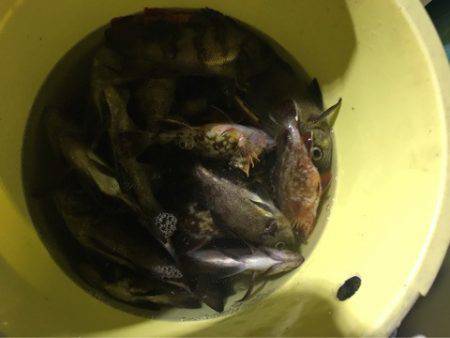 Ｖ−７ West 釣果