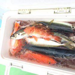 丸万釣船 釣果